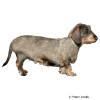 Dachshund Rauhaar (Dackel/Teckel) ()