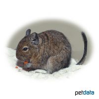 Degu (Octodon degus)