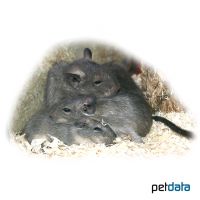 Degu blau (Octodon degus 'Blau')