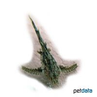 Deltaflügel-Schmetterlingswels (Hara jerdoni)