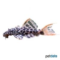 Demini Leopard-Kaktuswels (Pseudacanthicus cf. leopardus)