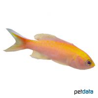 Diadem Fahnenbarsch ♀ (Pseudanthias parvirostris)