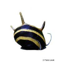 Diadem Geweihschnecke 'Zebra' (Clithon diadema)