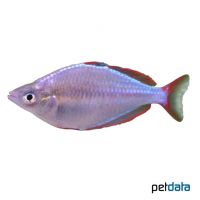 Diamant-Regenbogenfisch (Melanotaenia praecox)