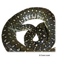 Diamantpython (Morelia spilota spilota)