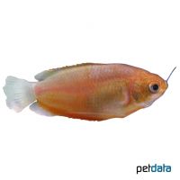 Dicklippiger Fadenfisch Orange (Trichogaster labiosa 'Orange')