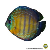 Diskusfisch Manacapuru (Symphysodon aequifasciatus 'Manacapuru')