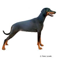 Dobermann ()