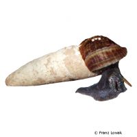 Donnerkeilschnecke (Tylomelania perfecta)