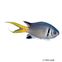 Doppelstrich-Schwalbenschwänzchen (Chromis opercularis)