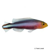 Doppeltstreifen-Zwergbarsch (Pseudochromis bitaeniatus)