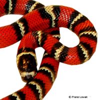 Dreiecksnatter (Lampropeltis abnorma)