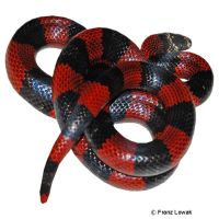 Dreiecksnatter (Lampropeltis polyzona)