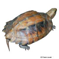 Dreikiel-Scharnierschildkröte (Cuora mouhotii)
