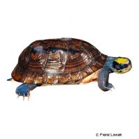 Dreistreifen-Schanierschildkröte (Cuora trifasciata)