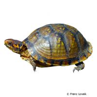 Dreizehen-Dosenschildkröte (Terrapene carolina triunguis)
