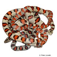 Durango-Königsnatter (Lampropeltis greeri)