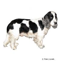 English Cocker Spaniel ()