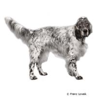 English Setter ()