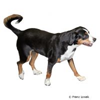 Entlebucher Sennenhund ()