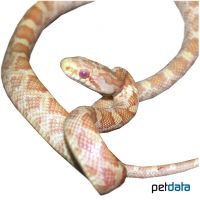 Erdnatter Albino (Pantherophis obsoletus)