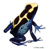 Färberfrosch (Dendrobates tinctorius)