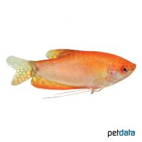 Fadenfisch Gold-Orange (Trichopodus trichopterus 'Gold-Orange')