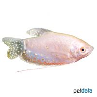 Fadenfisch Opal (Trichopodus trichopterus 'Opal')