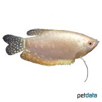 Fadenfisch Perlmutt (Trichopodus trichopterus 'Perlmutt')