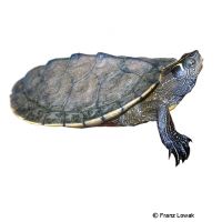 Falsche Landkartenschildkröte (Graptemys p. pseudogeographica)