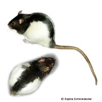 Farbratte Black Hooded (Rattus norvegicus f. dom. 'Black Hooded')