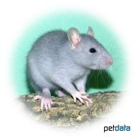 Farbratte Blau (Rattus norvegicus f. dom. 'Blau')