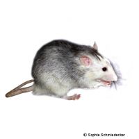 Farbratte Flash (Rattus norvegicus f. dom. 'Flash')