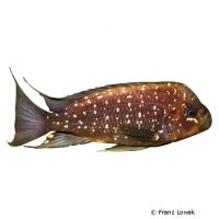 Filamentflossen Buntbarsch (Petrochromis trewavasae)