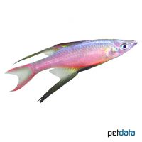 Filigran-Regenbogenfisch (Iriatherina werneri)