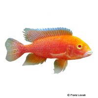 Firefish-Kaiserbuntbarsch 'Coral Red Albino' (Aulonocara sp. 'Firefish Coral Red Albino')