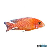 Firefish-Kaiserbuntbarsch (Aulonocara sp. 'Firefish')
