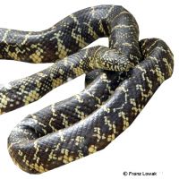 Florida-Königsnatter (Lampropeltis getula floridana)