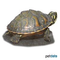 Florida-Rotbauch-Schmuckschildkröte (Pseudemys nelsoni)