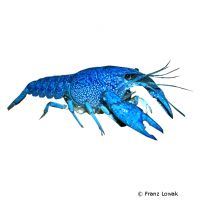 Floridakrebs Blau (Procambarus alleni)