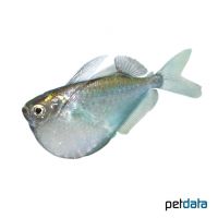 Fluss-Beilbauchfisch (Gasteropelecus sternicla)