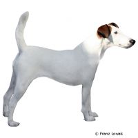 Foxterrier Glatthaar ()