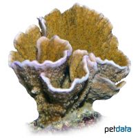 Fragile Mikroporenkoralle (SPS) (Montipora delicatula)