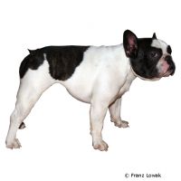 Französische Bulldogge ()