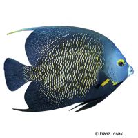 Franzosen-Kaiserfisch (Pomacanthus paru)