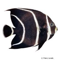 Franzosen-Kaiserfisch juvenil (Pomacanthus paru)