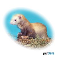 Frettchen (Mustela putorius f. furo)