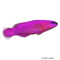 Fridmans-Zwergbarsch (Pseudochromis fridmani)