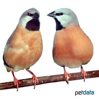 Gürtelgrasfink (Poephila cincta)