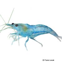 Garnele-Blue Pearl (Neocaridina palmata var. “Blue Pearl”)